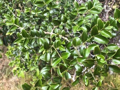 Psydrax odorata buxifolia