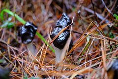 Helvella vespertina