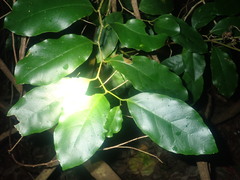 Pennantia cunninghamii