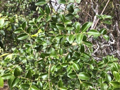 Psydrax odorata buxifolia