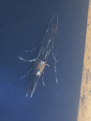 Cosmopterix attenuatella