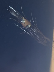 Cosmopterix attenuatella