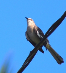Mimus polyglottos orpheus
