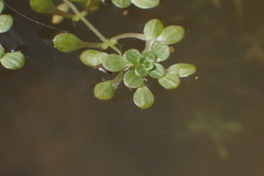 Callitriche nubigena