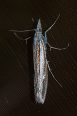 Orocrambus