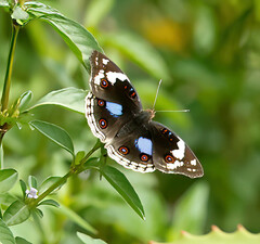 Junonia oenone