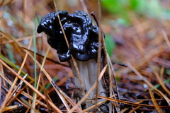 Helvella vespertina