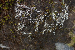 Thamnolia vermicularis