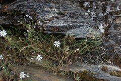 Drymaria stereophylla