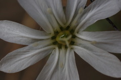 Drymaria stereophylla