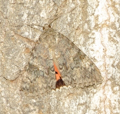 Catocala junctura