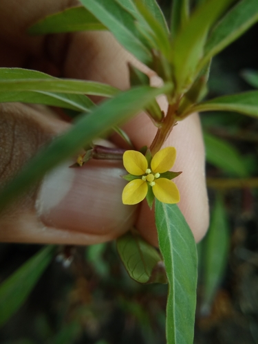 Perennial Water Primrose (Ludwigia perennis)