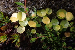Peperomia renzopalmae