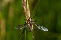 Leptotarsus vulpinus