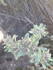 Helichrysum spiralepis