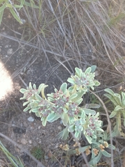 Helichrysum spiralepis
