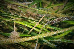 Stigmatopora narinosa