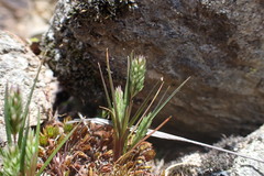 Poa macusaniensis