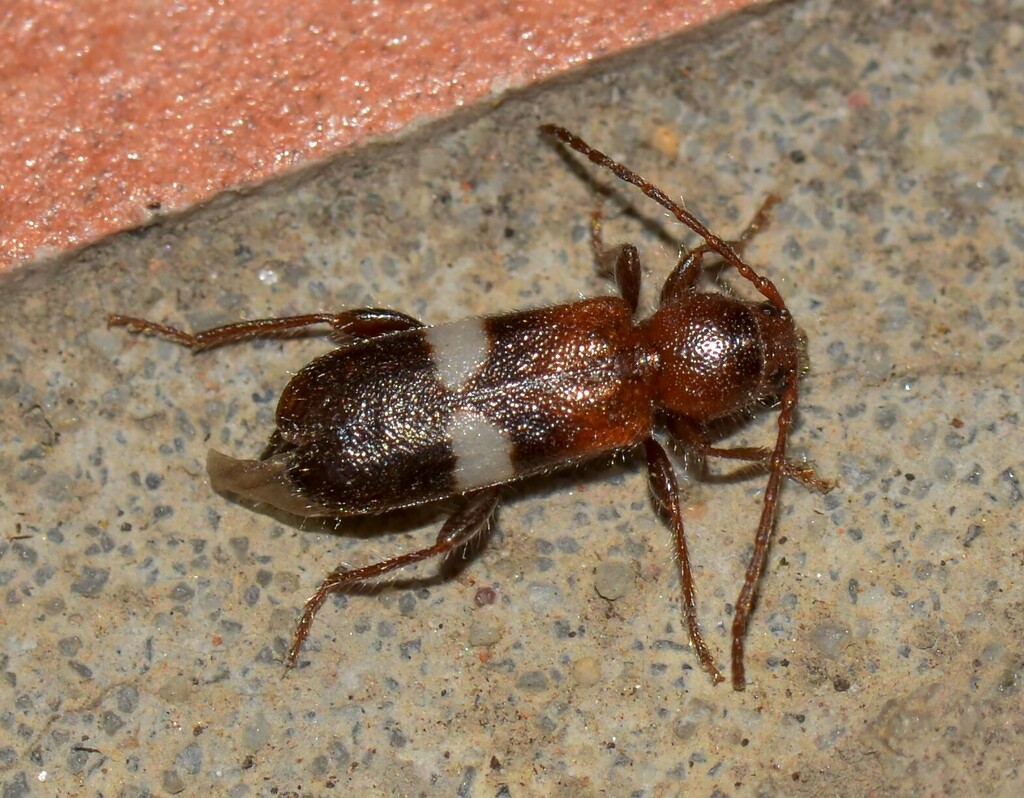 Phymatodes fasciatus