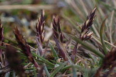 Calamagrostis vicunarum