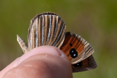 Argyrophenga antipodum