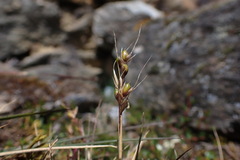 Piptochaetium montevidense