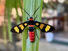 Euchromia elegantissima