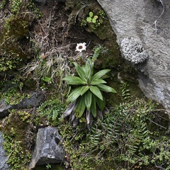 Celmisia spectabilis spectabilis