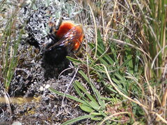Bombus coccineus