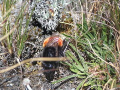Bombus coccineus