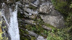 Celmisia spectabilis spectabilis