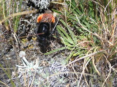 Bombus coccineus