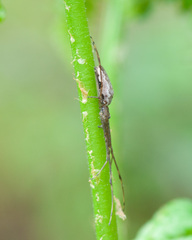 Tetragnatha montana