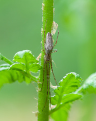 Tetragnatha montana