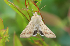 Helicoverpa punctigera