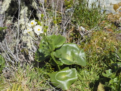 Ranunculus lyallii