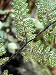 Hypolepis rufobarbata