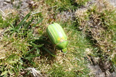 Pelidnota prasina