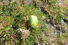 Pelidnota prasina