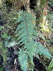 Hypolepis rufobarbata