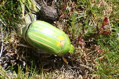 Pelidnota prasina