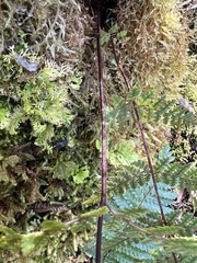 Hypolepis rufobarbata