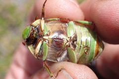 Pelidnota prasina