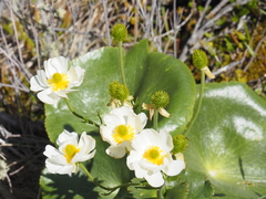Ranunculus lyallii