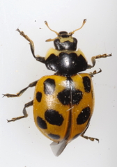 Ceratomegilla notata