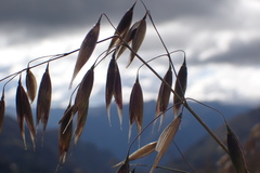 Avena sativa
