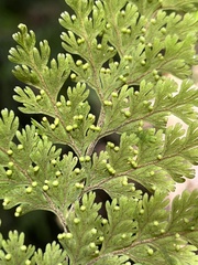 Hymenophyllum scabrum