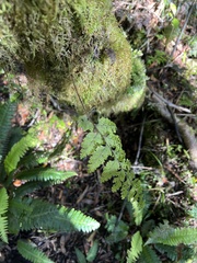 Hymenophyllum scabrum