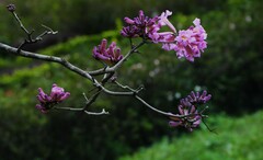 Handroanthus impetiginosus