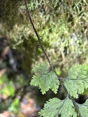 Hymenophyllum scabrum